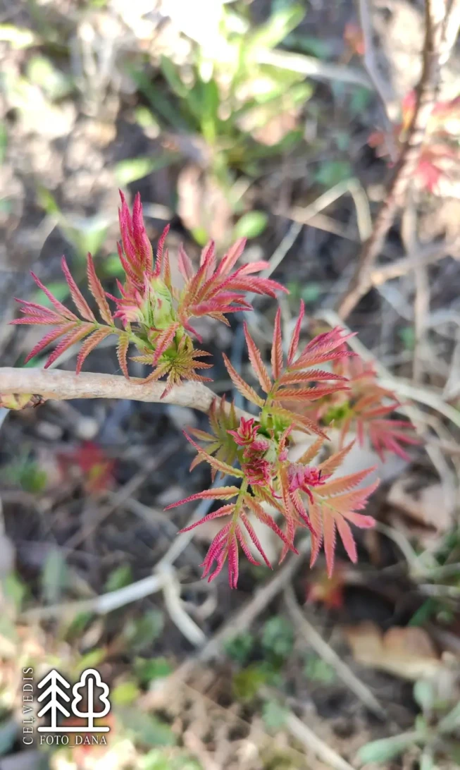 Sorbaria sorbifolia   'Sem'